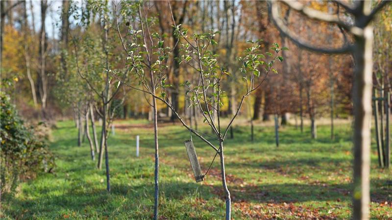 Ob 50 Cent, Apache 207, Helene Fischer, Hans Zimmer, Udo Lindenberg oder Lionel Richie - sie alle sind Paten für einen Baum im Fame Forest. (Archivbild)
