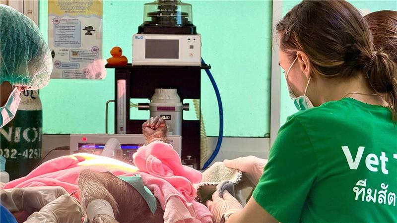 Ob Tiger, Nashornvögel oder wie hier ein Bärenmakak - die Palette der exotischen Patienten kennt keine Grenzen.