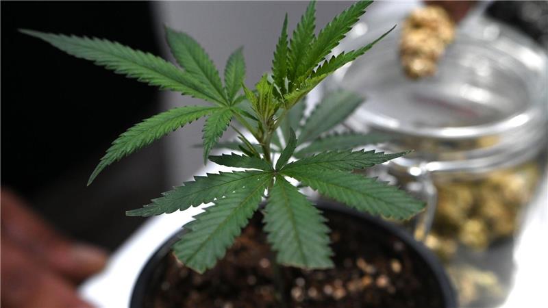 Veranstalter: 65.000 Besucher auf Cannabis-Messe Ob frisch oder getrocknet: Cannabis stand im Mittelpunkt der Messe Mary Jane. (Archivbild)