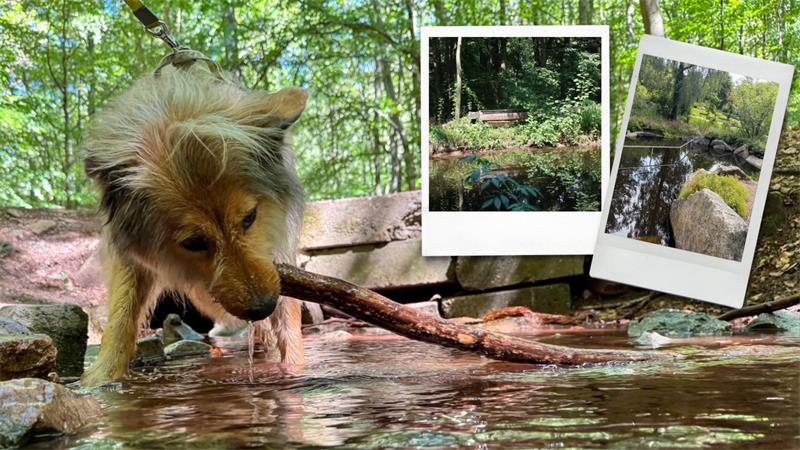 Hund steht am Ufer eines Waldbachs und blickt ins Wasser, im Hintergrund zwei Polaroid-Fotos mit Wald- und Bachmotiven
