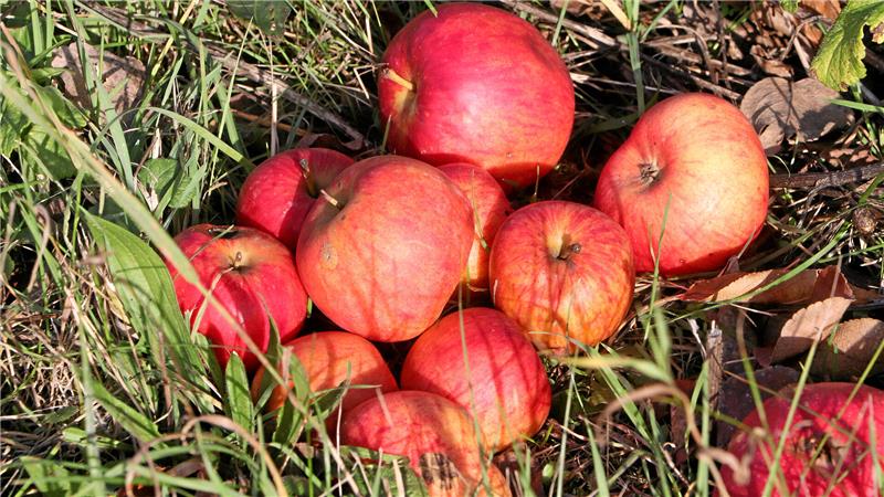 Wie bei Neuwallmoden alte Obstsorten gerettet werden Obst, was im Rasen liegen bleibt, dient auch kleinen Säugetieren als Nahrung.