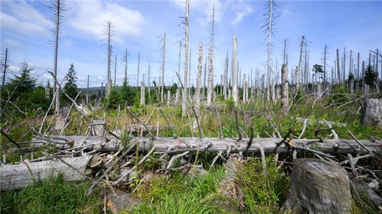 Oderbrück: Ein vom Borkenkäfer zerstörter Fichtenwald im Nationalpark Harz. Schädlinge wie der Borkenkäfer, Trockenheit und Klimawandel setzen dem deutschen Wald schwer zu.