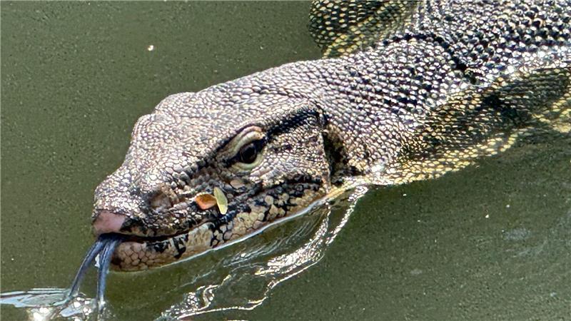 Riesenechsen im Großstadtdschungel: Bangkoks Bindenwarane Oft lassen die Riesenechsen ihre dunkle, gespaltene Zunge hervorschnellen.