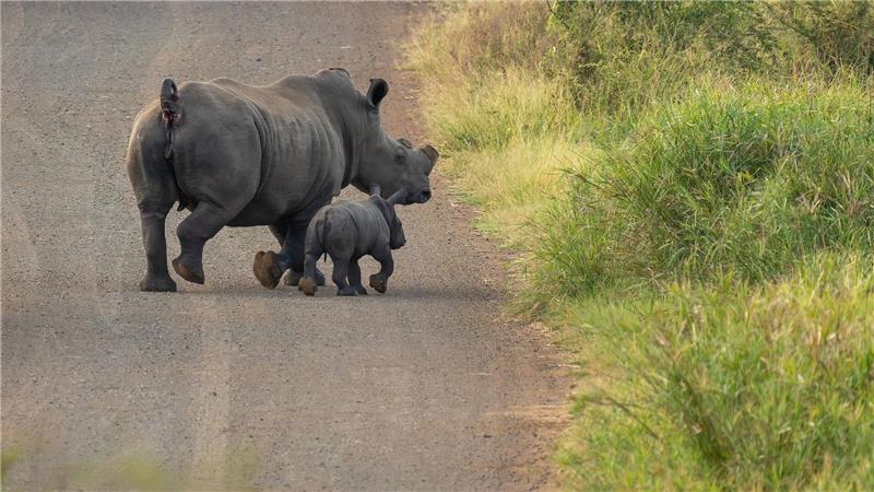 Entfernung des Horns reduziert Nashorn-Wilderei Ohne Horn werden die Tiere seltener von Wilderern getötet. (Handout)