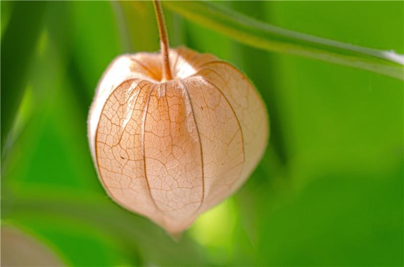 Spätsommer bringt endlich die ersehnte Wärme Oktober: Die Physalis lässt sich auch bei uns einfach kultivieren. Frostfest ist sie allerdings nicht, sodass sie am besten im Kübel wächst. Foto: pixabay