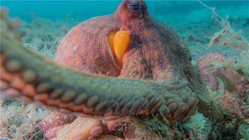 Oktopusse bevorzugen bestimmte Arme für spezielle Aufgaben Oktopusse setzen nicht all ihre acht Arme gleichermaßen ein.
