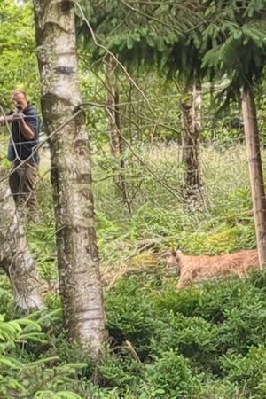 Am Schaugehege des Nationalparks an den Rabenklippen können Neugierige die Luchse auch von einer Plattform aus beobachten.