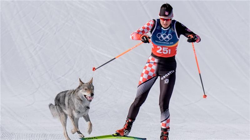 Olympia, Olympische Winterspiele Mailand Cortina 2026, Ski nordisch/Langlauf, Team Sprint Freistil, Frauen, Qualifikation, ein Hund läuft hinter Tena Hadzic (Kroatien) her.