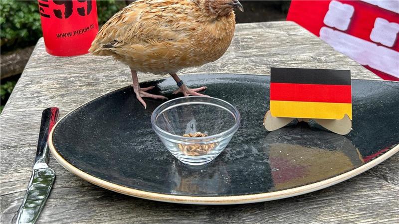 So tippen die Niedersachsen-Orakel Orakel Walter deutet auf einen Sieg der deutschen Mannschaft.