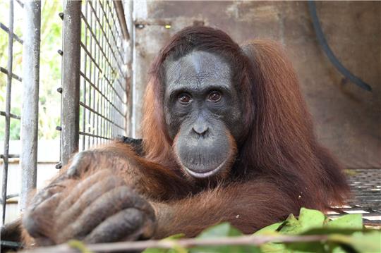 Orang-Utan Gonzales. Im Regenwald der riesigen Insel hat BOS vor wenigen Tagen den 500. Menschenaffen im Nationalpark Bukit Baka Bukit Raya in Zentral-Kalimantan, dem indonesischen Teil von Borneo, ausgewildert.