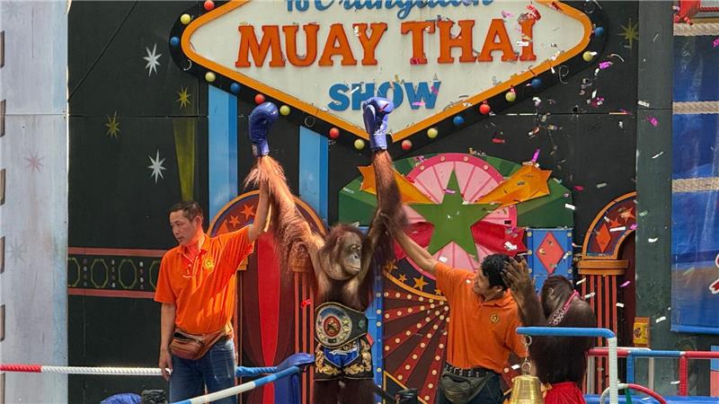 Orang-Utans boxen in einem Freizeitpark nahe Bangkok.