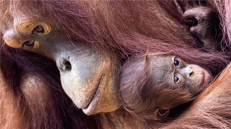 Orang-Utans schützen – vom Frühstück bis zur Fernreise Orang-Utans sind faszinierend und einzigartig - und leben nur auf den Inseln Sumatra und Borneo. (Archivbild)