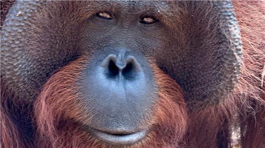 Orang-Utans teilen 97 Prozent ihres Erbguts mit den Menschen und sind sehr intelligent. (Archivbild)