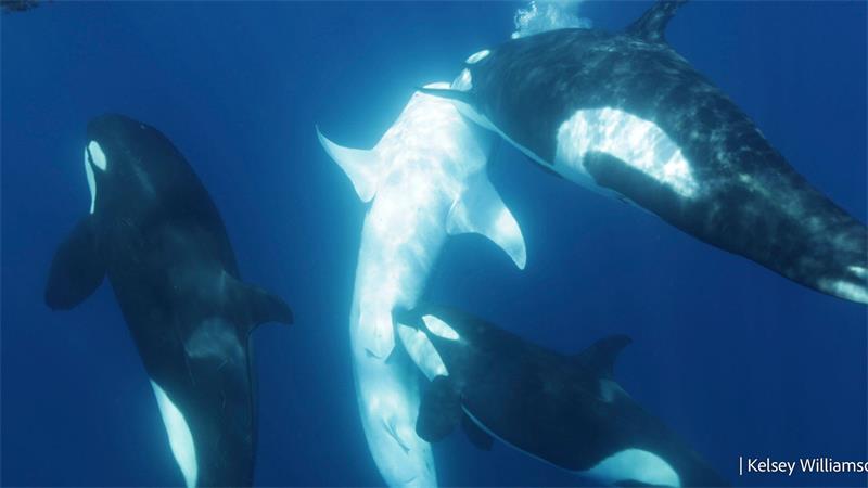 Orcas kooperieren bei der Jagd häufig. Hier tötet eine Gruppe einen Hai.