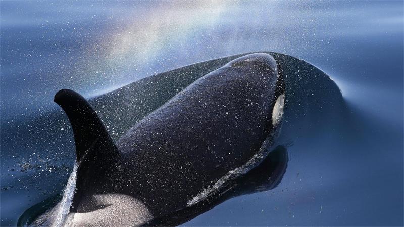 Von Walmüttern und Elefantenherden: Können Tiere trauern? Orcas tragen ihre toten Babys oft über längere Zeit mit sich. (Archivbild)