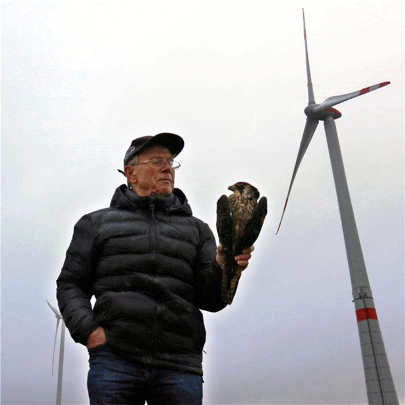 Wanderfalke von Windrad erschlagen Ornithologie Paul Kunze mit einem toten Wanderfalken-Weibchen, das Spaziergänger an den Windrädern bei Immenrode gefunden haben. Foto: Epping