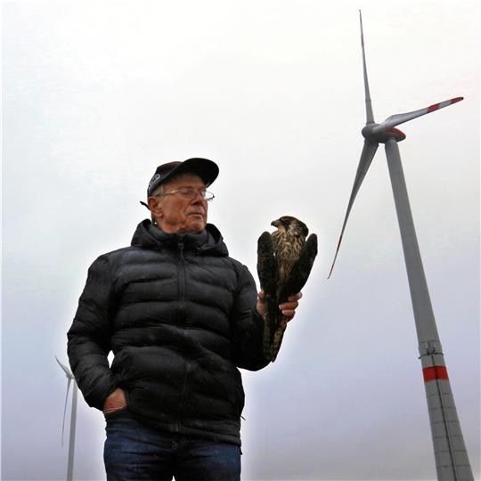 Ornithologie Paul Kunze mit einem toten Wanderfalken-Weibchen, das Spaziergänger an den Windrädern bei Immenrode gefunden haben. Foto: Epping