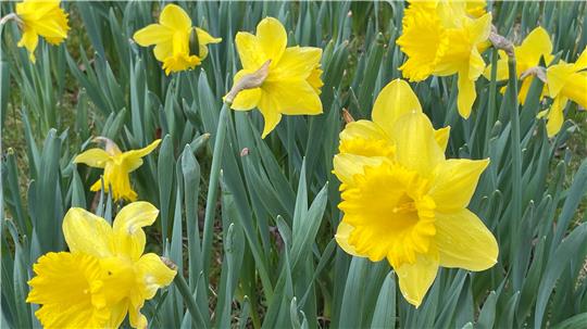 Das Foto zeigt blühende Osterglocken auf einer Wiese am Goslarer Stadtgarten.