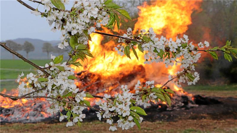 Ostern liegt in diesem Jahr erst in der zweiten Aprilhälfte – einige Bäume stehen schon in voller Blüte, während im Hintergrund die Flammen des Brauchtumsfeuers lodern.