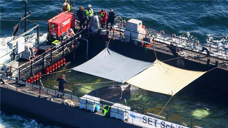 Ostsee bei Aarhus: Buckelwal auf großer Reise – Schlepper „Fortuna B“ zieht die Barge Richtung Nordsee