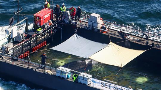 Ostsee bei Aarhus: Buckelwal auf großer Reise – Schlepper „Fortuna B“ zieht die Barge Richtung Nordsee