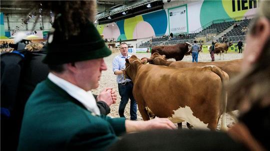 Paarhufer wie Rinder, Schweine, Schafe oder Alpakas wird es auf der Grünen Woche in diesem Jahr nicht zu sehen geben. (Archivbild)