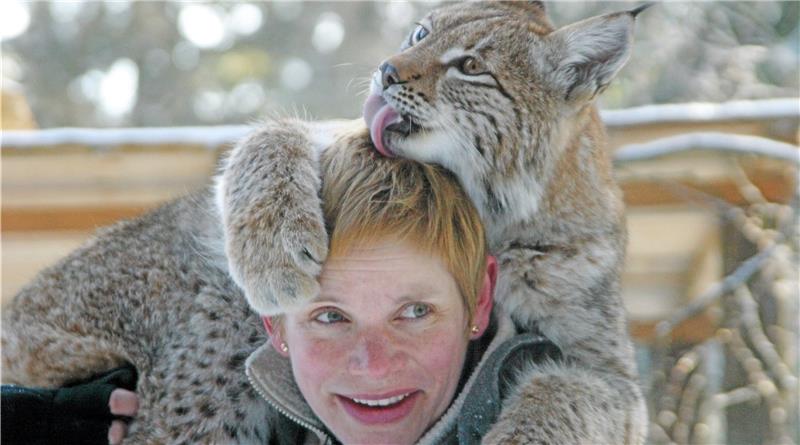 Harzburger Luchs-Legende Pamina ist tot Paminas Einzug ins Schaugehege im Jahr 2006: Die Biologin Melanie Nehring, die das Raubtier mit der Hand aufgezogen hatte, kann die Luchsdame wie ein fast normales Haustier behandeln. Archivfotos: Schlegel/Nationalpark