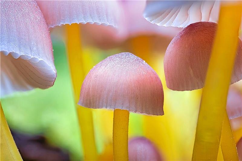 Ein Pilzbild siegt beim Nationalpark-Fotowettbewerb Pastellfarbene Optik: Mit seinem Foto „Gelbstieliger Nitrathelmlinge“ gewinnt Timm Hasselmeyer den Nationalpark-Fotowettbewerb 2023.
