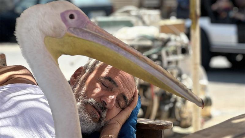 „Pelikanchen“ passt auf Assal Assal am Hafen auf während er einen Mittagsschlaf hält.