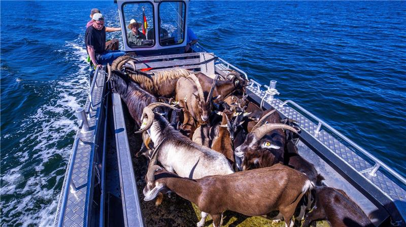 Ziegen als Landschaftspfleger auf der Vogelinsel Walfisch Per Boot werden die 22 tierischen Landschaftspfleger auf die Vogelschutzinsel Walfisch in der Wismarbucht gebracht.