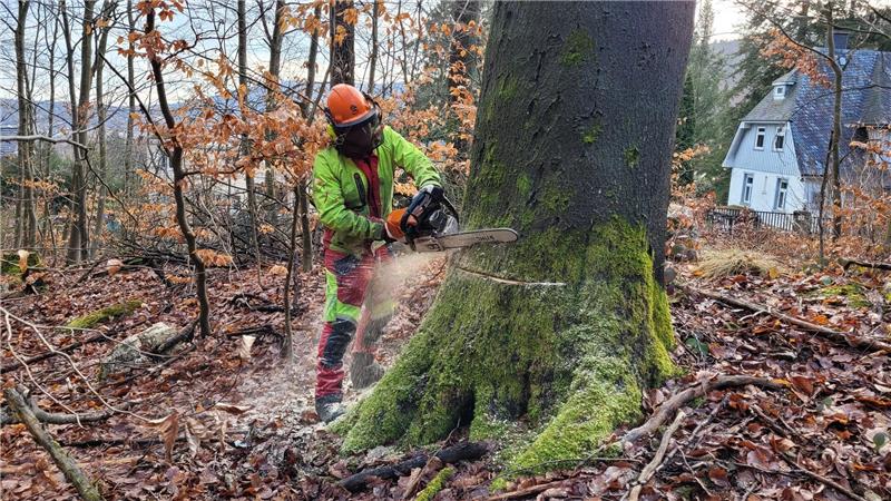Per Hand werden die Bäume angesägt, anschließend zieht sie eine Forst-Spezialmaschine in Richtung Hang.