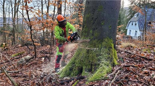 Per Hand werden die Bäume angesägt, anschließend zieht sie eine Forst-Spezialmaschine in Richtung Hang.