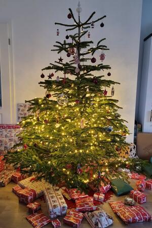 Ein echter Weihnachtsbaum, geschmückt. Im Vordergrund liegen Geschenke. 