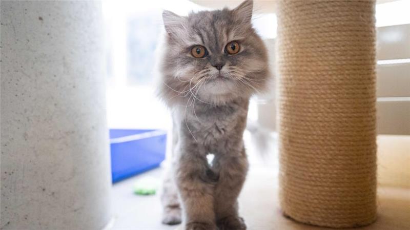 Perserkatzen bekommen durch ihre viel zu kurzen Schnauzen schlecht Luft. 
