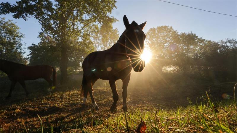 Pferd am Morgen