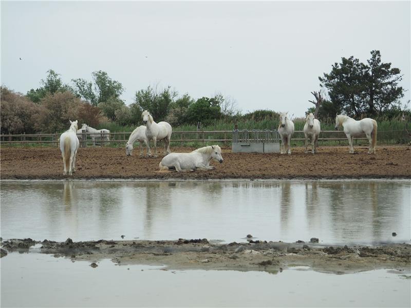 Klimawandel bedroht Naturparadies Pferde in der Camargue auf einer Koppel. Der Klimawandel hinterlässt in dem südfranzösischen Delta seine Spuren.
