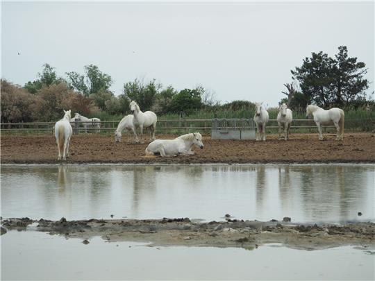 Pferde in der Camargue auf einer Koppel. Der Klimawandel hinterlässt in dem südfranzösischen Delta seine Spuren.