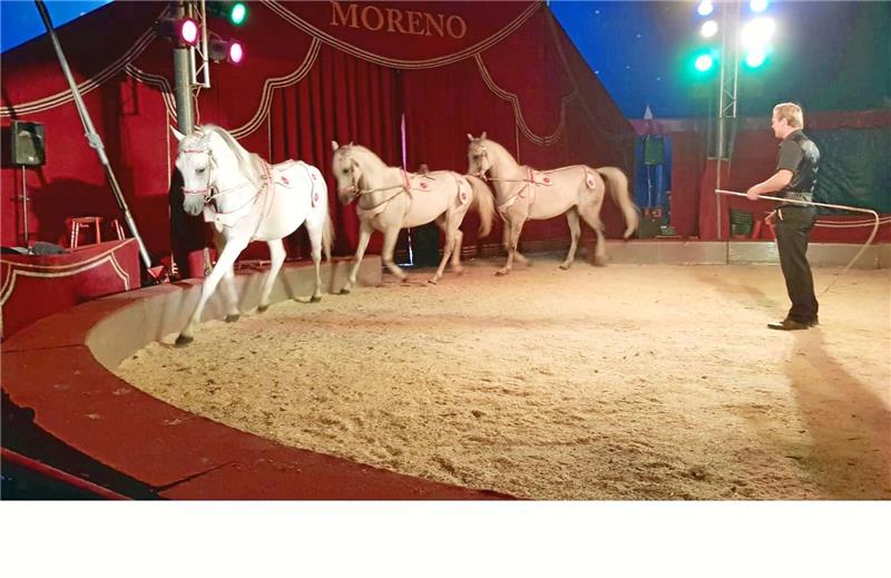 Pferde in der Moreno-Manege: Kritiker sehen in der Tierhaltung und -dressur in Zirkussen pure Quälerei. Anstoß erregen auch die Ausbindezügel zwischen Trense und Longiergurt. Die findet man aber auch in Reitsport und -ausbildung.  Foto: Patrick Kaiser