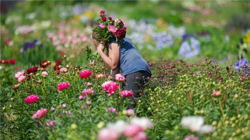 Pfingstrosenzeit: Gärtnerin schneidet Blumen auf dem Feld
