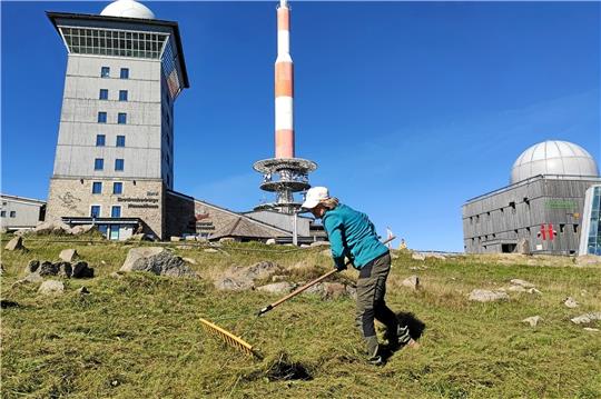 Pflegeeinsatz auf dem Brocken: Das gemähte Gras wird zusammengeharkt und abgefahren. Foto: Baumgartner, Nationalpark Harz