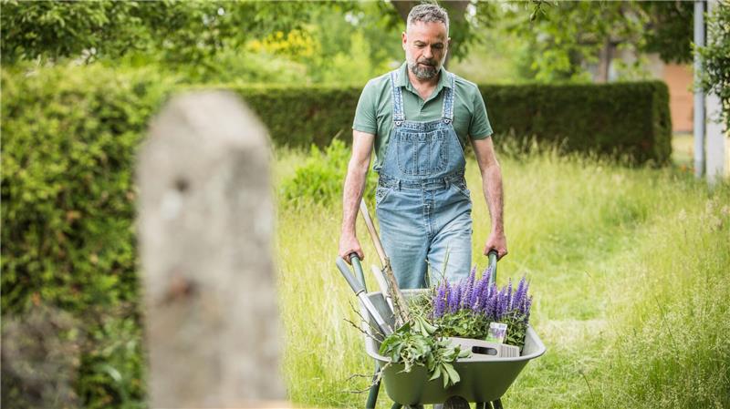 Pflegeleicht und farbintensiv: Ziersalbei ist für viele Beetnachbarn der ideale Partner.