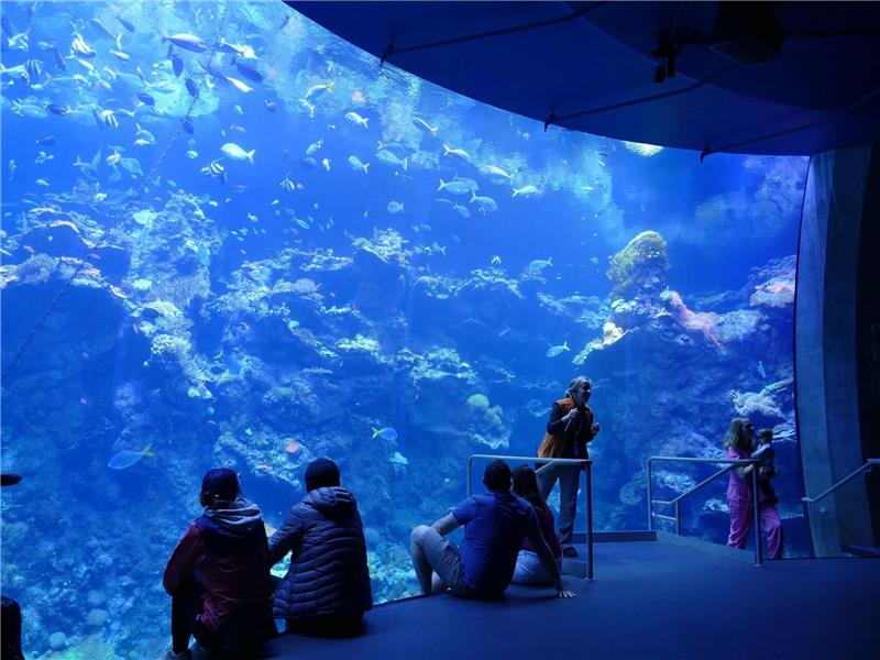 100 Jahre Steinhart Aquarium: Geldspender aus Bayern Philippinisches Korallenriff in einem Becken im Steinhart Aquarium in San Francisco.