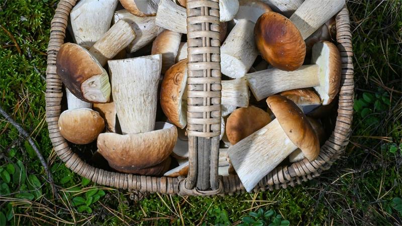 Pilzesammeln erfreut sich als Beschäftigung im Herbst großer Beliebtheit: Mittlerweile gibt es sogar selbst ernannte Pilz-Influencer.