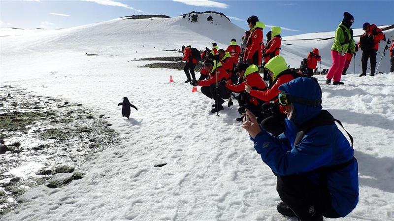 Influencer im ewigen Eis: Wird die Antarktis zum Massenziel? Pinguine zu beobachten, ist ein Highlight der meisten Landgänge.