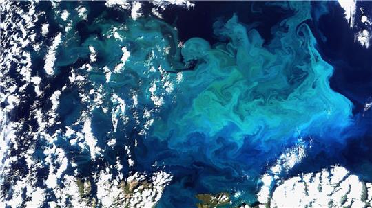 Plankton, aufgenommen vom Satelliten Envisat am 20.08.2009 im Norden Europas(Archivfoto)