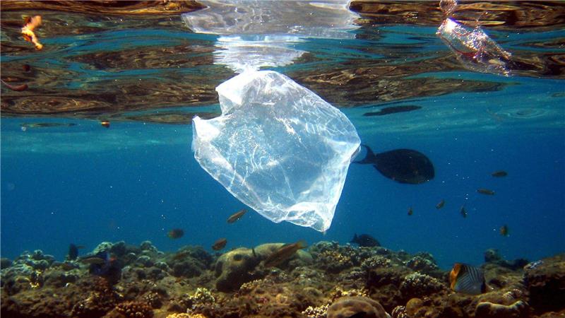 Plastik findet sich im Meer und in Tiermägen. (Archivbild)
