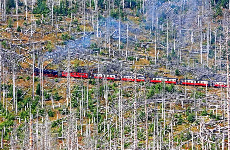 Zeitraffer-Video: So hat sich der Harz in fast 40 Jahren verändert Platz 3 in der Kategorie News: Die Harzer Schmalspurbahn im toten Fichtenwald. Foto: Matthias Bein/DPA