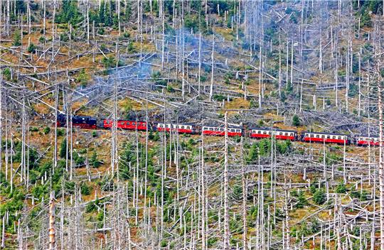 Platz 3 in der Kategorie News: Die Harzer Schmalspurbahn im toten Fichtenwald. Foto: Matthias Bein/DPA