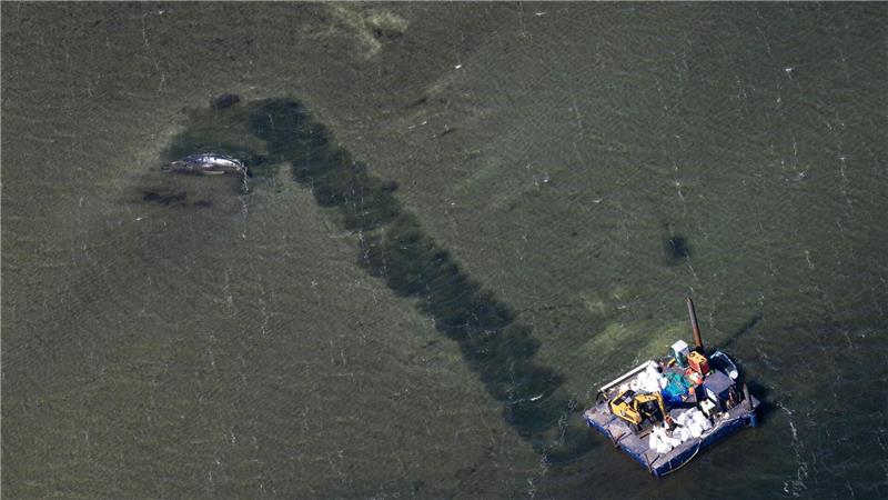 Poel: Buckelwal-Drama im Flachwasser – Rinne ins Tiefere, private Retter geben nicht auf