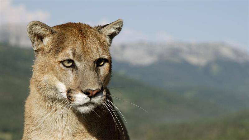 Polizei sucht nach einem möglichen Puma im Landkreis Erding. (Symbolbild)
